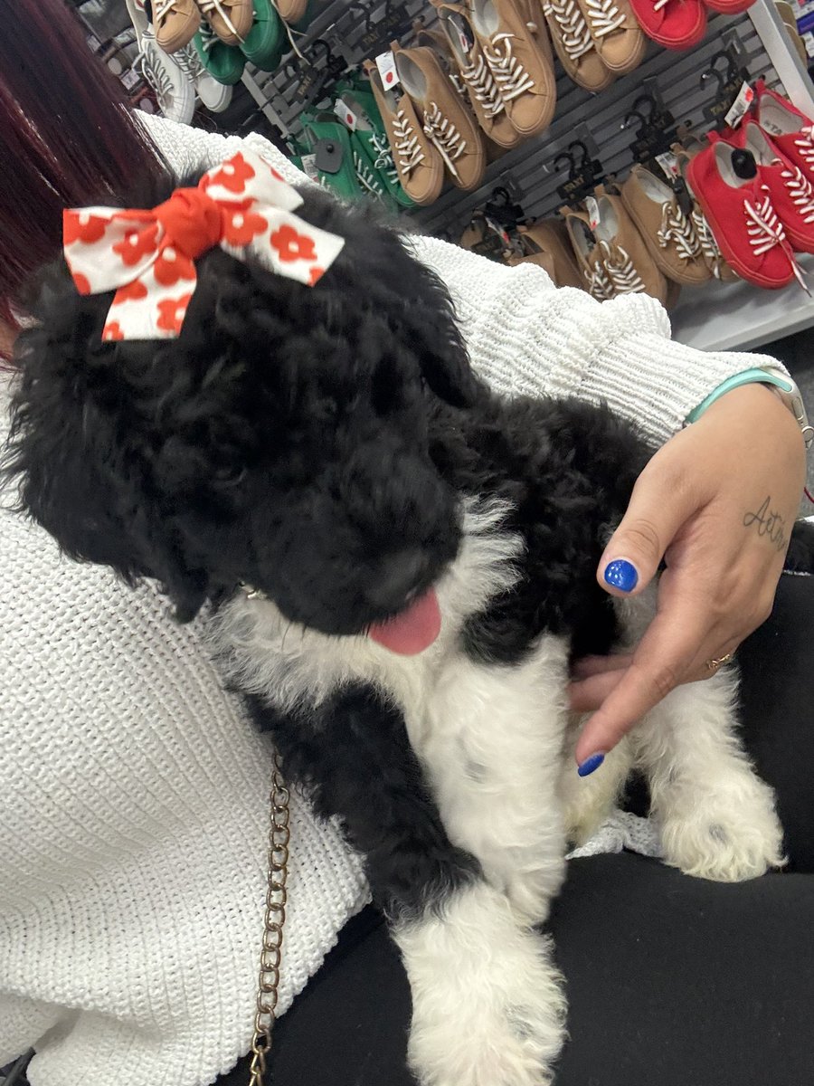_yygf07's tweet photo. Fabianna me tiene enamorá 🐶💜 
#Goldendoddle 💜 https://t.co/5YN9uxWiKG