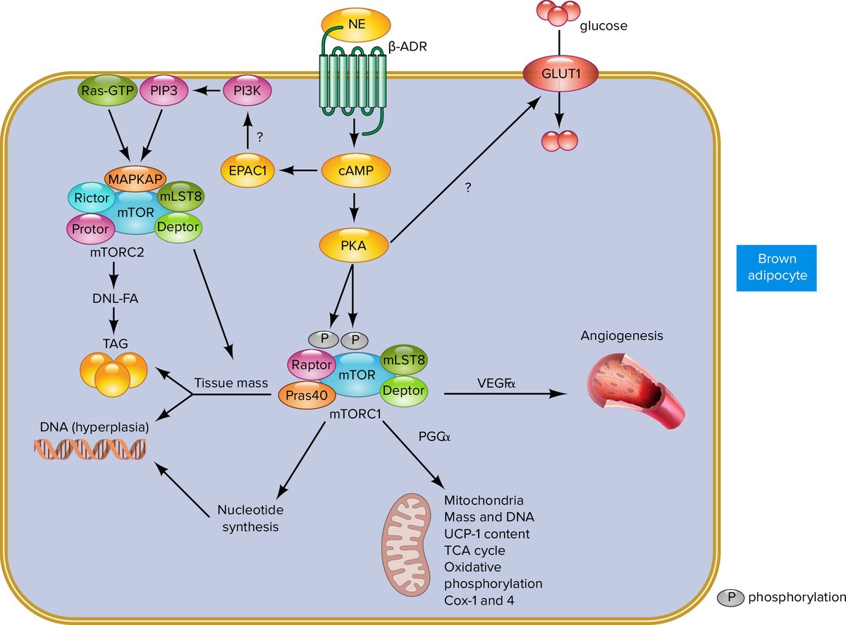 APS Publications (@apspublications) on Twitter photo Review From <a href="/WFestuccia/">William Festuccia</a>, #mTORC1 and 2 Adrenergic Regulation and Function in Brown Adipose Tissue
🖱️ow.ly/nW7950VB9SM
#BrownAdiposeTissue <a href="/usponline/">USP - Universidade de São Paulo</a> Review From <a href="/WFestuccia/">William Festuccia</a>, #mTORC1 and 2 Adrenergic Regulation and Function in Brown Adipose Tissue
🖱️ow.ly/nW7950VB9SM
#BrownAdiposeTissue <a href="/usponline/">USP - Universidade de São Paulo</a>