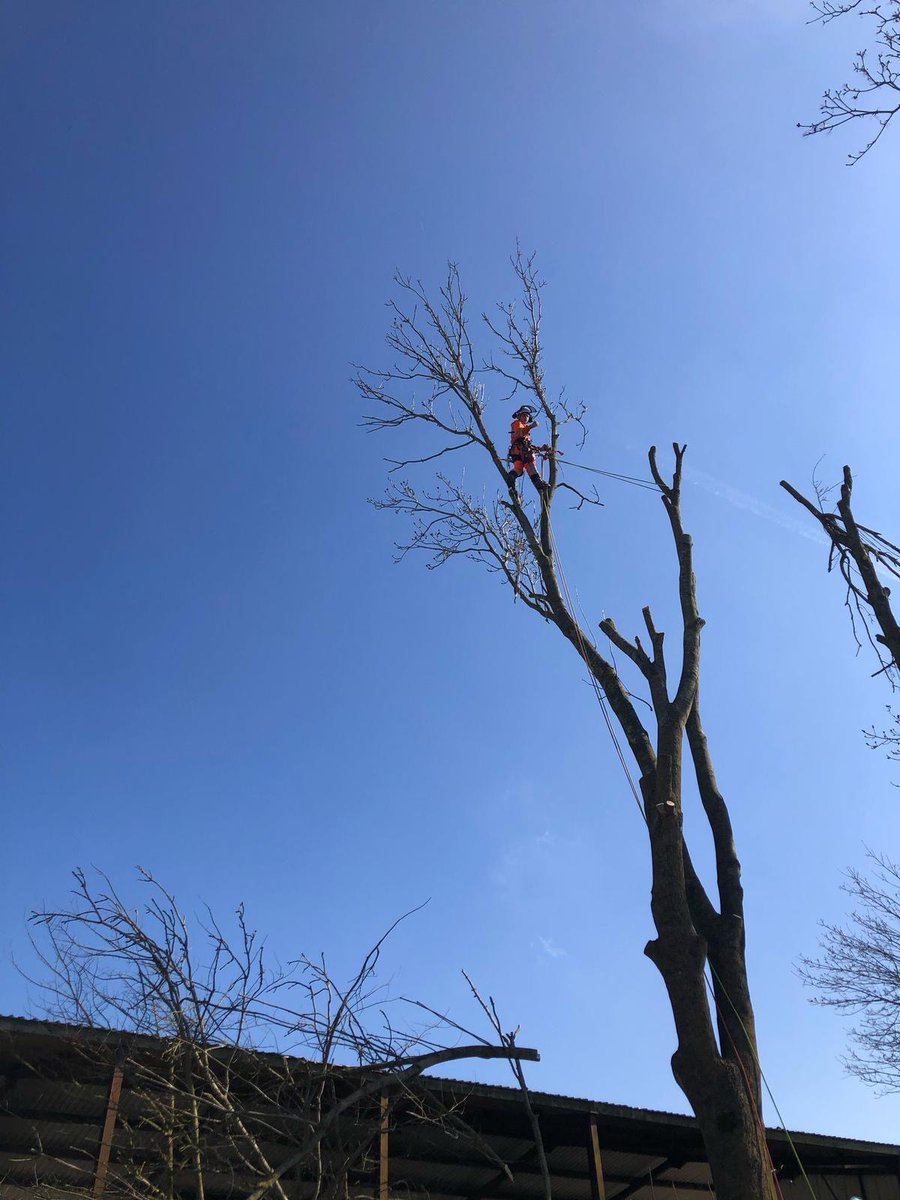BossBeechwood's tweet image. Ben’s been sharpening his skills this week with CS39 training 🌲💪
 From precision cuts to safe climbing techniques, it’s all about raising the bar in professional tree work. Great work, Ben!

#TreeSurgery #CS39 #SkillsDevelopment #ArboristTraining #ProfessionalGrowth