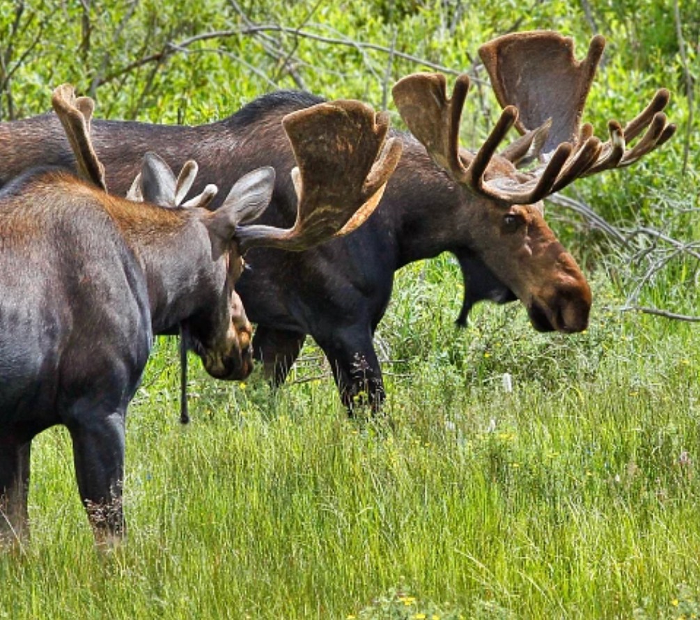 SmartwolfCO's tweet photo. Is Dec 2026 really too late to put a stop to the wolf reintroduction program?

Moose were still being brought into Colorado DECADES after the initial introduction period. It won't stop unless we pass Initiative 35!

https://t.co/vcuX9LaMdi https://t.co/b6bnNChDzw