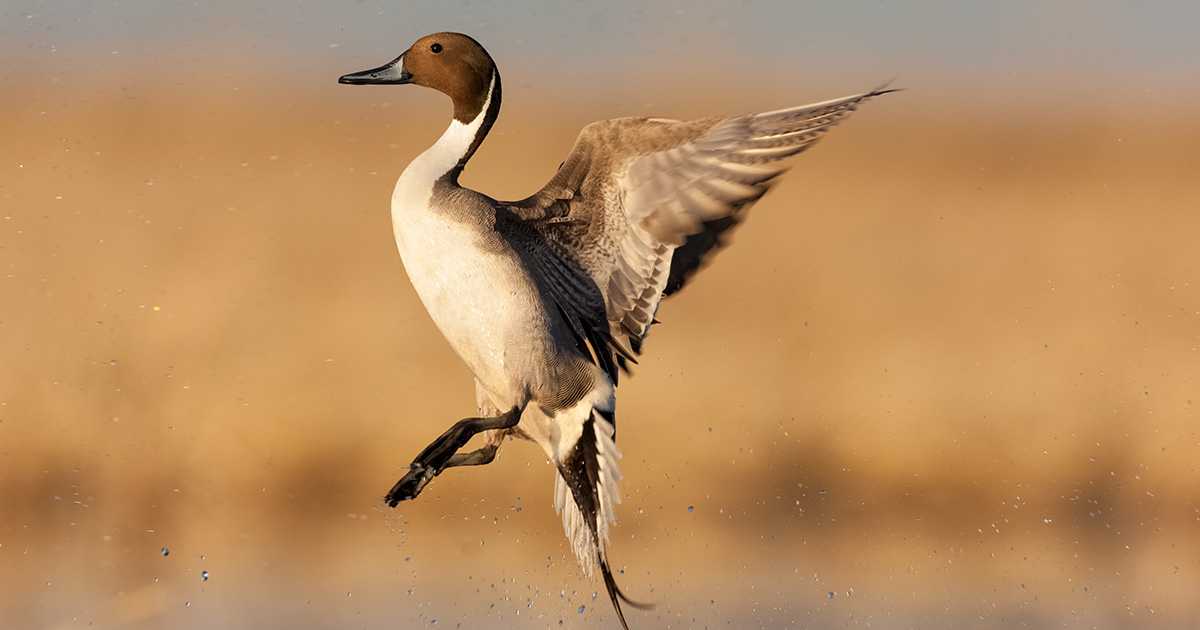 Northern pintails have the need for speed! These dabbling ducks migrate at night and can reach speeds of nearly 50 miles per hour. Northern pintails have incredible stamina: the longest recorded nonstop flight for one of these birds was 1,800 miles.