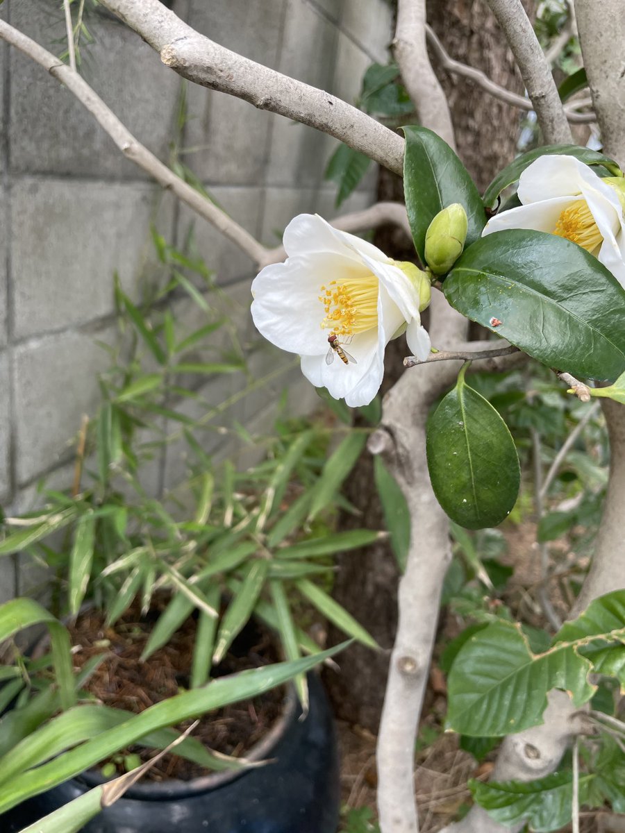 小さな🐝が来ていた。
侘助という名が好き