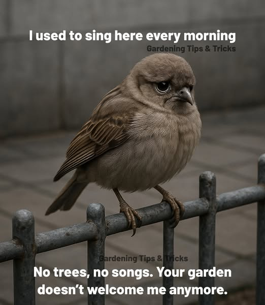 People are paving over their valuable garden spaces at an alarming rate, not realising, that the desertification of our mainly urban areas is destroying nature and biodiversity on our own doorstep. When are we going to realise, that our gardens count? 😏😢