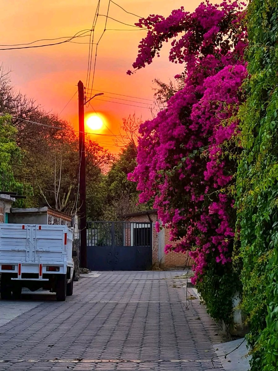 SamanthaMej1a's tweet photo. #Tepexco, un pueblito muy pequeño en #Puebla
Hermoso amanecer con bugambilias. https://t.co/bcaluXLEQh