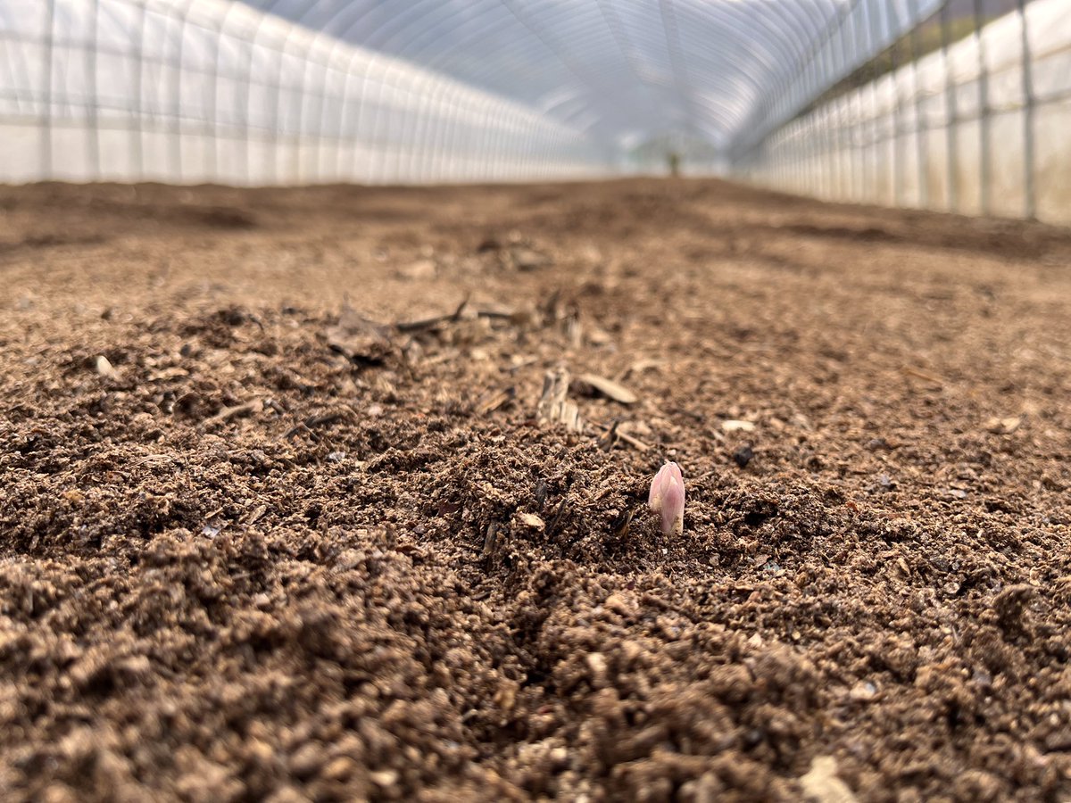 オジファーム ~アスパラガス~ tweet media