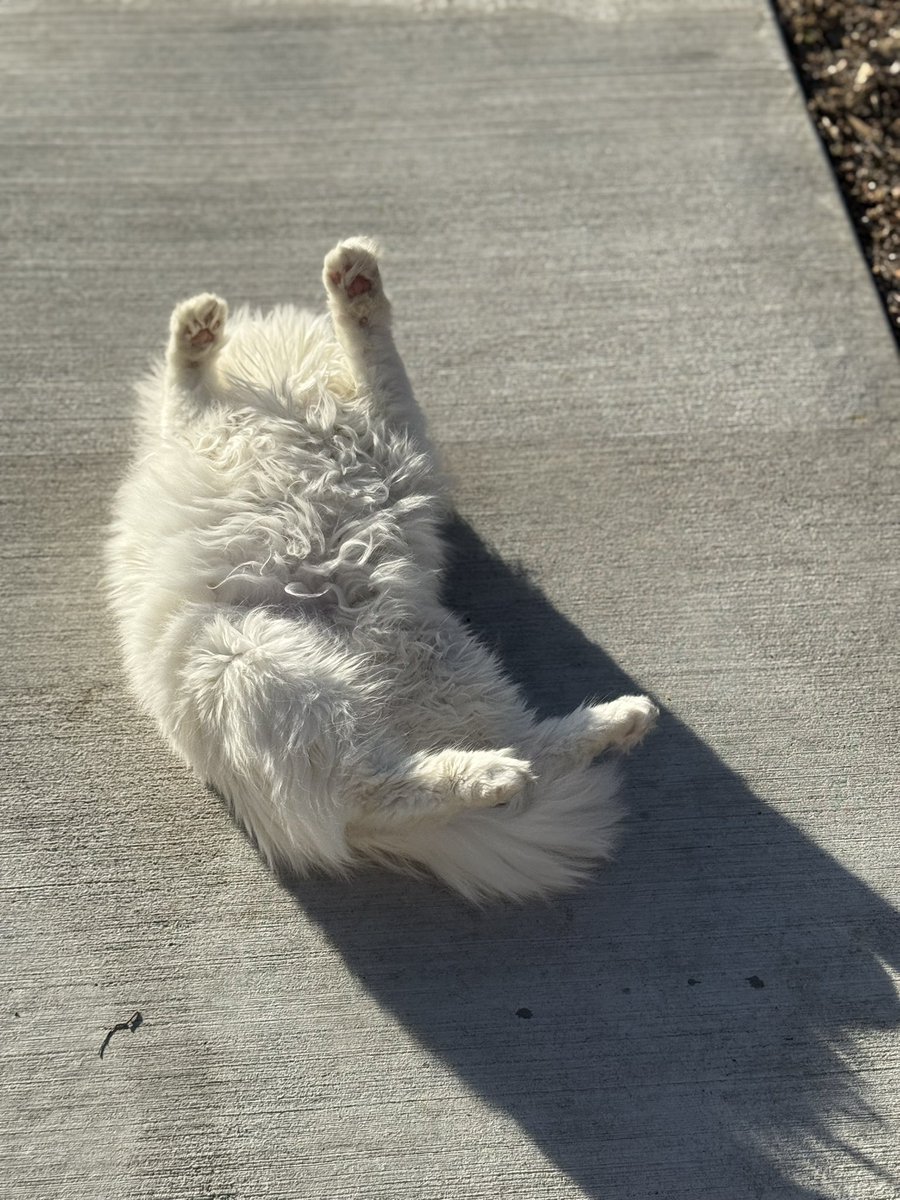 FreyaMayTheCat's tweet photo. SO HAPPY. OUTSIDE https://t.co/l5YwXec9sA