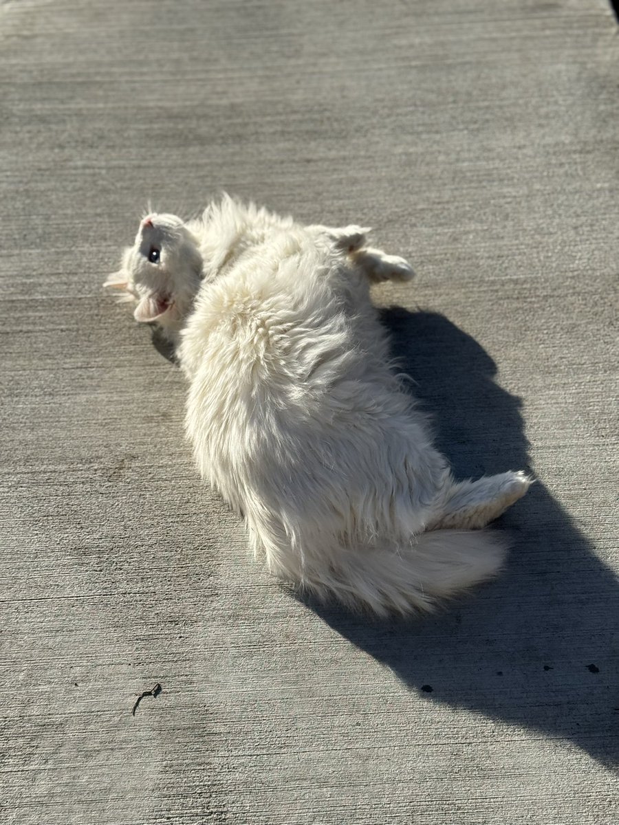 FreyaMayTheCat's tweet photo. SO HAPPY. OUTSIDE https://t.co/l5YwXec9sA