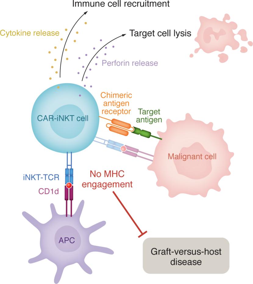 Journal of Clinical Investigation (@jclinicalinvest) on Twitter photo Developing cell-based therapies for pancreatic ductal adenocarcinoma: jci.org/articles/view/…
<a href="/LabKocher/">KocherLab</a> <a href="/ProfKocher/">Prof Kocher</a> <a href="/RachelFincham1/">Rachel Fincham</a> <a href="/QMUL/">Queen Mary University of London</a> provide a Commentary on Dai et al.(jci.org/articles/view/…) Developing cell-based therapies for pancreatic ductal adenocarcinoma: jci.org/articles/view/…
<a href="/LabKocher/">KocherLab</a> <a href="/ProfKocher/">Prof Kocher</a> <a href="/RachelFincham1/">Rachel Fincham</a> <a href="/QMUL/">Queen Mary University of London</a> provide a Commentary on Dai et al.(jci.org/articles/view/…)
