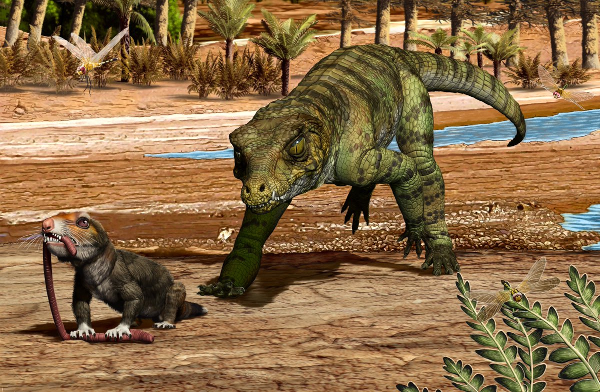 I am so excited that the last chapter of my dissertation is published. In it, we investigate why crocodylomorphs seem to be so good at making it through mass extinctions but also why their responses to these events appear to differ. onlinelibrary.wiley.com/doi/10.1111/pa…