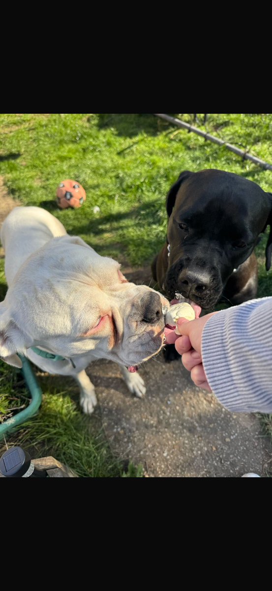 CollissNichola's tweet photo. 😋 ❤️🐾❤️🐾 https://t.co/zvlkJZns5Y