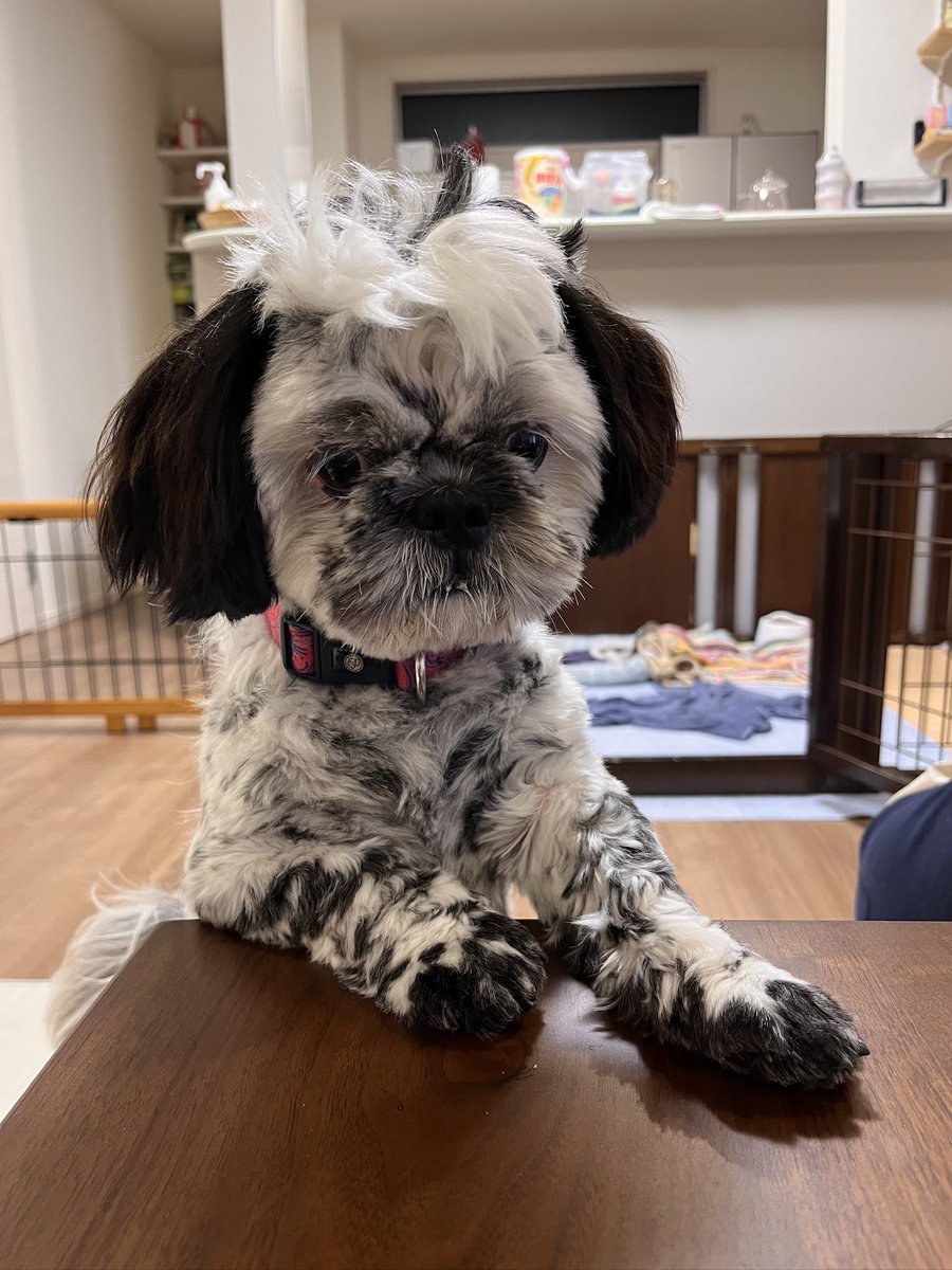 ShihTzu56060644's tweet photo. これがこーなってこうなるわけよ。

いい？

誰が想像したよ？

スヌーピーからごま塩柄になるって。

スヌーピーから豆大福柄になるって。

スヌーピーからチョコチップ柄になるって。

スヌーピーから草間和代柄になるって。

スヌーピーからマックフルーリー柄になるって。 https://t.co/XL74sUlWmm