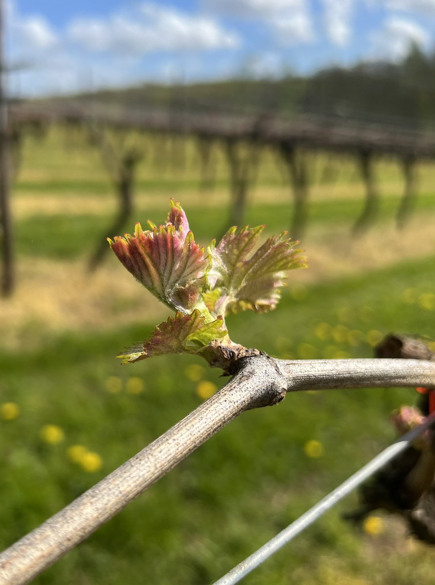Biddenden Vineyards 2025 vintage - let’s go! 🌱

#biddendenvineyards #kentvineyard #kent #winegardenofengland #budburst