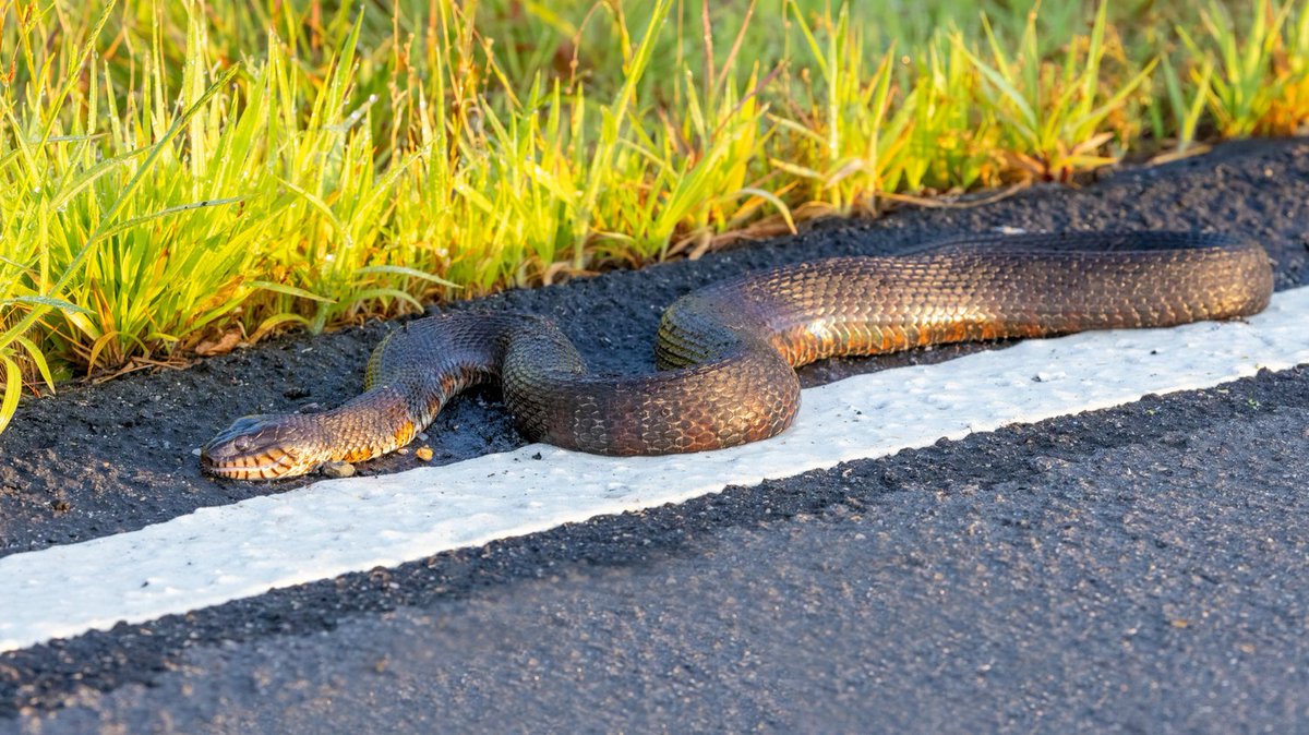 savethesnakes's tweet photo. π Roadways can be dangerous for snakes! If you see a snake crossing, and it's safe to do so, please brake for snakes! Your small action can save a life. Let's keep our slithery friends safe. Spread awareness with a #BrakeForSnakes sticker:
https://t.co/t8fQPm4b6b https://t.co/TNpZIIbn17