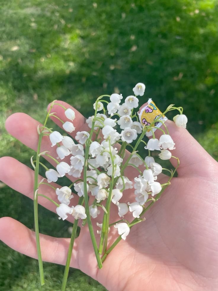Lily of the valley