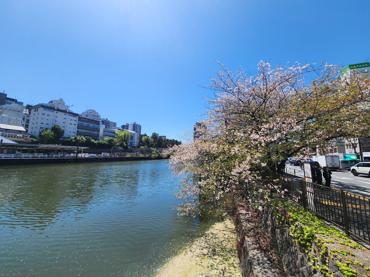 ちる さくら 海 あ を けれ ば 海 へ ちる