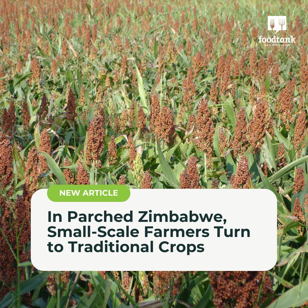 Colonial era laws in Zimbabwe placed higher economic value on maize than indigenous crops. 

After drought, local farmers turn back to traditional crops like sorghum and millet to weather climate change and address food insecurity, writes <a href="/mambondiyani/">Andrew Mambondiyani</a>:  foodtank.com/news/2025/02/i…