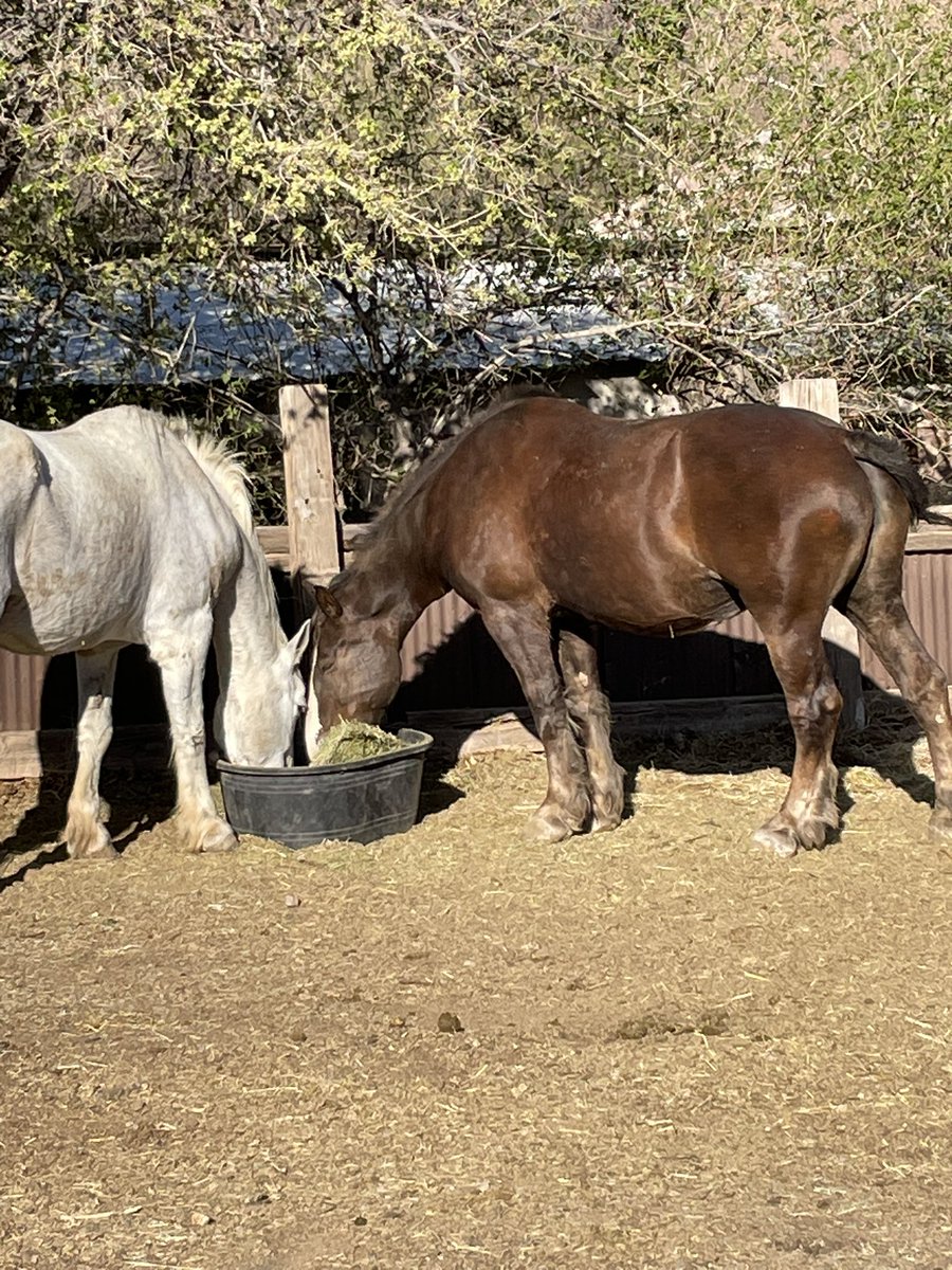 Foxy is 30 days from due date and all she wants to die is eat 🥰 our old gelding seems to enjoy sharing her bowl.