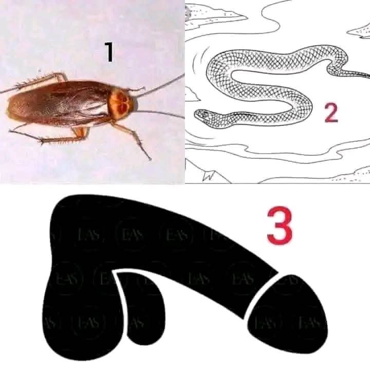 Rainy season is here, and so are the uninvited guests! Watch out for these three animals. Number 3 is always wild, but during this season, it levels up to boss mode.

Stay sharp, don’t get bitten, and keep those ninja reflexes ready!

I come in peace (but they don’t)!