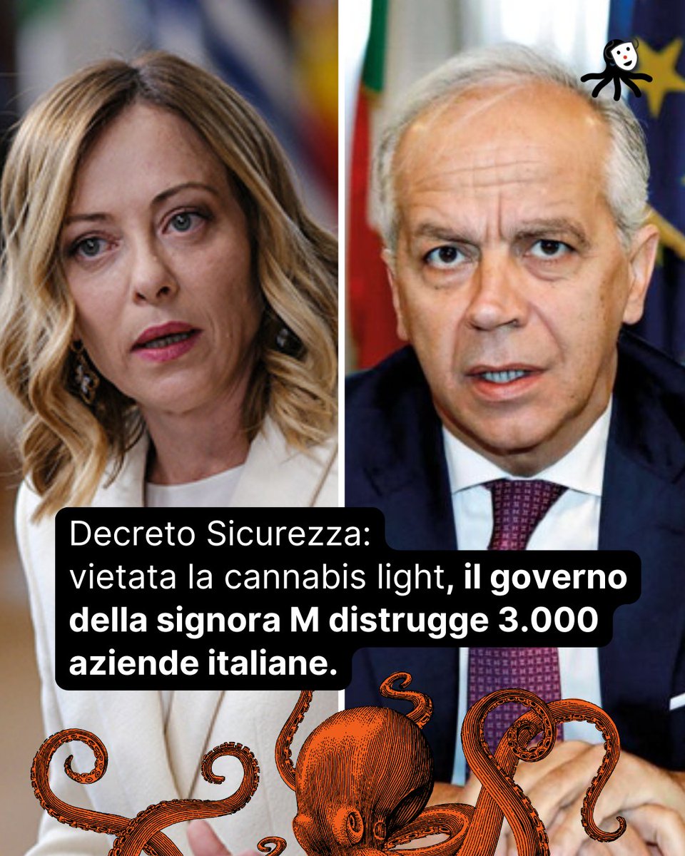 Flexgrimmy_'s tweet photo. Da sabato 12 aprile è entrato ufficialmente in vigore il nuovo decreto-legge sulla sicurezza firmato dal governo della signora M. Tra le misure, spicca il divieto totale di coltivazione e commercio della cannabis light, anche se prodotta nel pieno rispetto della legge 242 del 2016.

Tradotto: migliaia di aziende italiane, nate e cresciute in un contesto perfettamente legale, si sono ritrovate da un giorno all’altro fuori legge. Coltivatori, commercianti, lavoratori stagionali, imprenditori: tutti improvvisamente a rischio di sequestri, denunce e chiusure. E tutto questo, nonostante la cannabis light sia già stata più volte dichiarata non stupefacente da numerose sentenze della Corte di Cassazione.

Il decreto vieta qualsiasi utilizzo delle infiorescenze di canapa: dalla lavorazione al commercio, dal trasporto alla consegna. Non importa se il contenuto di THC è inferiore allo 0,6%, ben lontano dagli effetti psicotropi della marijuana “classica”. Il governo ha scelto la via più veloce: un decreto blindato, approvato in fretta, che il Parlamento potrà solo convertire entro 60 giorni, senza possibilità di modificarlo davvero.

Eppure, questo è lo stesso governo che si presenta come il paladino degli italiani. Peccato che, in nome della “sicurezza”, abbia appena affossato un intero settore agricolo, lasciando a casa oltre 15.000 lavoratori.

Ma non era proprio il governo della signora M quello che si riempiva la bocca con la “difesa del Made in Italy”? Dov’è finita tutta questa retorica, quando c’era da proteggere imprese italiane, agricoltori, giovani imprenditori e lavoratori che hanno creduto in un settore legale, innovativo e sostenibile?