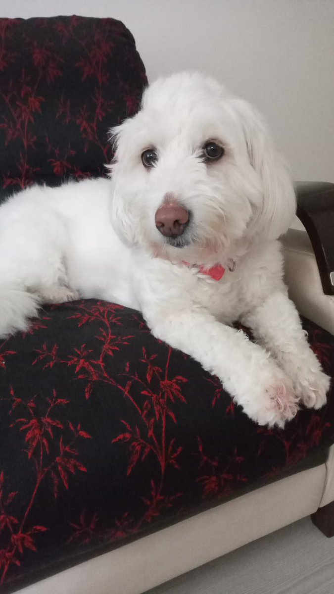 SuziOnline_blog's tweet photo. KOCAELİ ancak iyi bir yuva için nakil sağlanır.
Kuki, 5 yaşında, dişi, kısır, aşıları tam, 13 kg.
Tuvalet eğitimi var, korkak bir köpek, yabancılara havlıyor. Isırma huyu yok. Sahipleri artık bakamayacağı için yuva bulamazsak barınağa gidecek. Süremiz kısıtlı. https://t.co/UC4gXGkztP