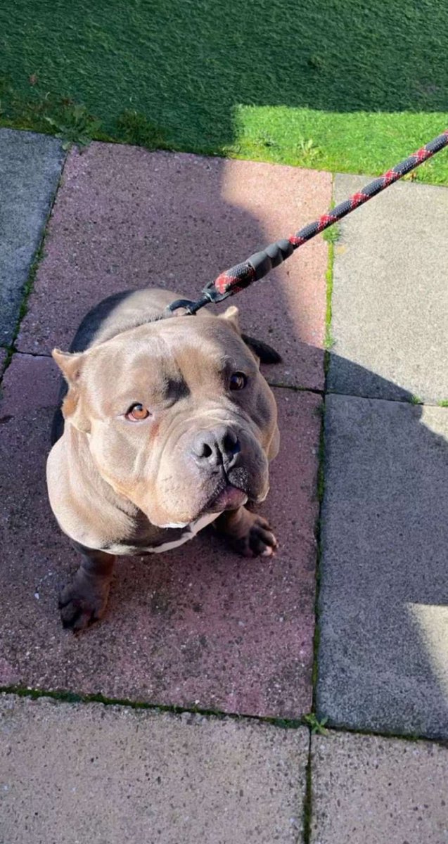 LandonClarkey's tweet photo. Greeting friends😊 Say hello to Bruno. 

I’ve been out for a walk for a long time my legs are tired haha 😂 https://t.co/jvYcxigNwr