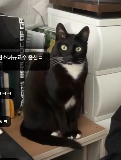 Kkang0vo's tweet photo. 투리가 진짜 개웃기게 생긴 거 아세요 https://t.co/0K9cp8fgXa