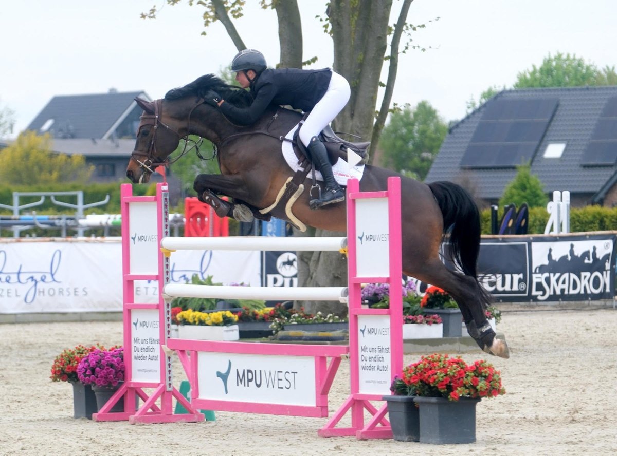 HorsewebDe's tweet photo. Hetzel Spring Masters - Wiedersehen in Goch mit besten Pferden und guten Leuten im Sattel 
https://t.co/8vSjvQFRob 
#Hetzel, #SpringMasters, #Goch, https://t.co/gyOv9EdUto
