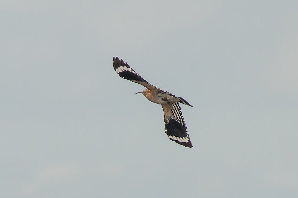 Also not bad for birds in flight (Winterton Hoopoe courtesy of two runners and a stray dog) and with a screw-in close up lens great for macro photography. Now been discontinued by Sony-great shame.