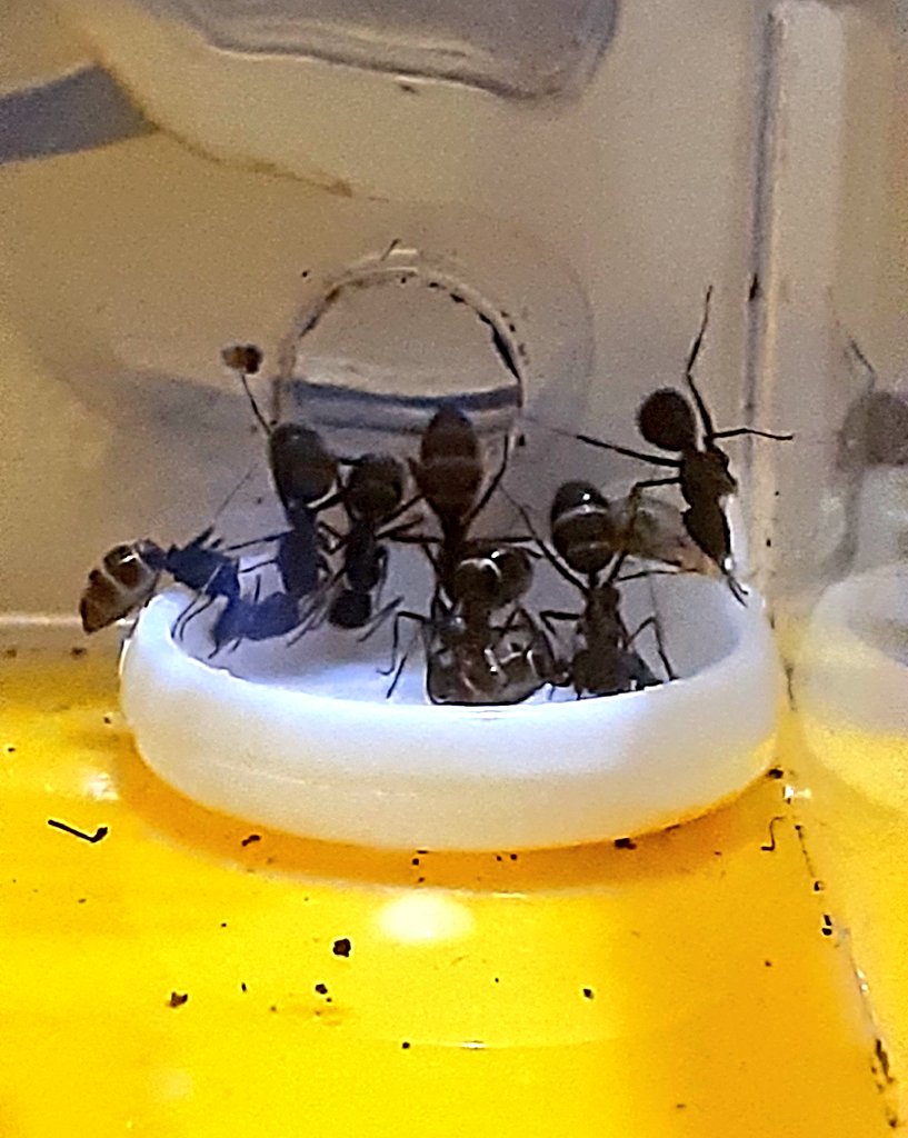 こふき@アリ観察の人 tweet media