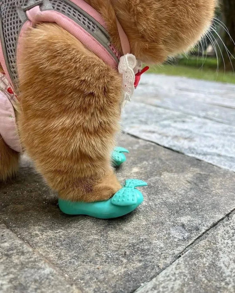 Meredith Gay 🛋️✨ tweet media