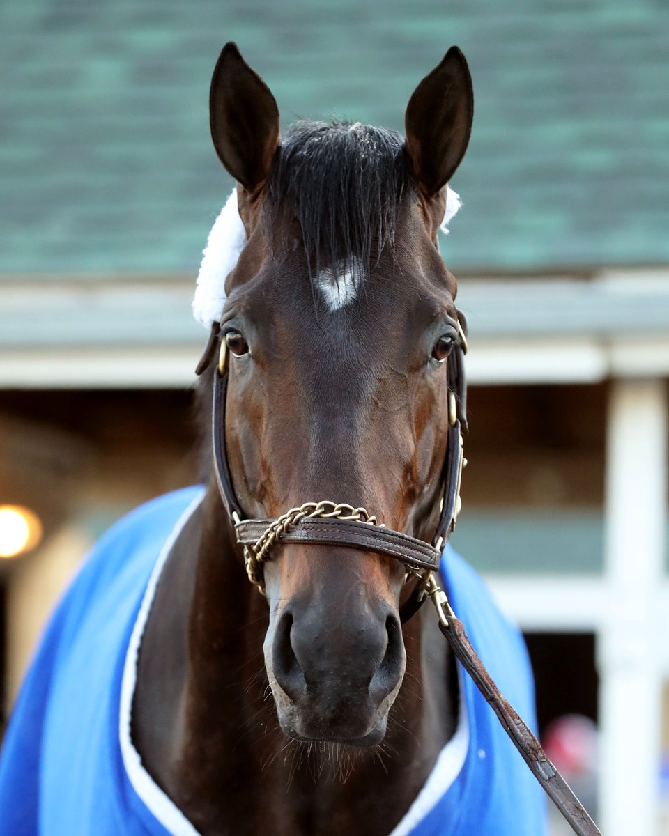 HorseRacingKK's tweet photo. Recent Blue Grass Stakes runner-up East Avenue getting reacquainted with @ChurchillDowns Wednesday morning.

Trainer Brendan Walsh said he's tentatively scheduled to work Friday morning. https://t.co/0a1OjKfPvt
