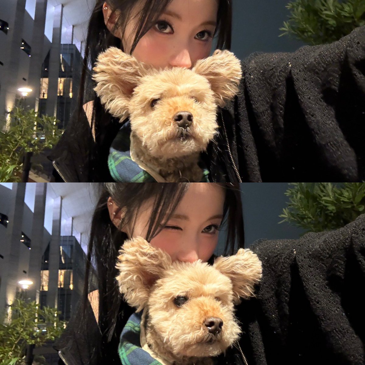 mini12367455's tweet photo. 아사야!! 생일 축하해!! 아사가 벌써 스무살인게 믿기지 않고 놀랍지만 
스무살이 되고 서른살이되도 몬스티즈는 평생 아사 옆에 있을거야 정말 사랑해!!
#19YearsBlessedWithASA
#더욱더_눈부실_아사의_스무살
#桜舞い降りる春のACESA魔法
#BABYMONSTER
#ASA https://t.co/XrSZKfqZlC