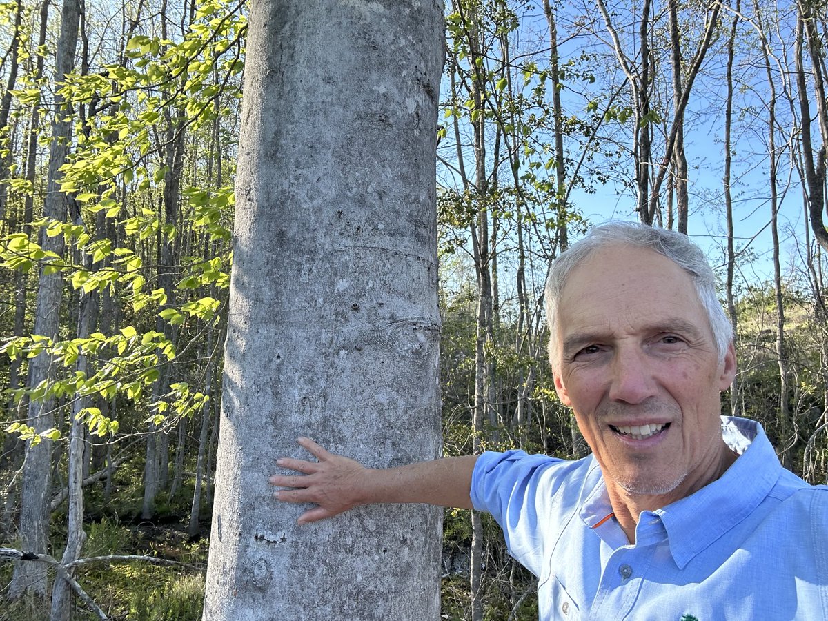 Seth W. Bigelow, Ph.D. (@bigelowseth) on Twitter photo For those who know beech (F. grandifolia) from northeastern USA it is amazing to find a huge one with smooth bark unmarried by nectria disease. I am glad I decided to cross the ‘hootch and get to know these Alabama forests For those who know beech (F. grandifolia) from northeastern USA it is amazing to find a huge one with smooth bark unmarried by nectria disease. I am glad I decided to cross the ‘hootch and get to know these Alabama forests
