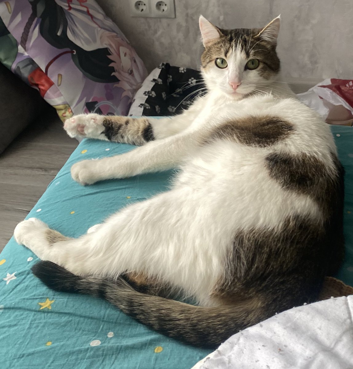 статный вырос кот! 
самый чудесный на свете, пакостный и баловный, но самый любимый! он ходит пить воду из-под фильтра на кухне, принимает солнечные ванны на подоконнике и ворует губки для посуды, в общем, у него все хорошо 🥺 полтора года назад нашли его анкету в <a href="/zverikivdar/">zverikivdar 🐶🐱</a> !!