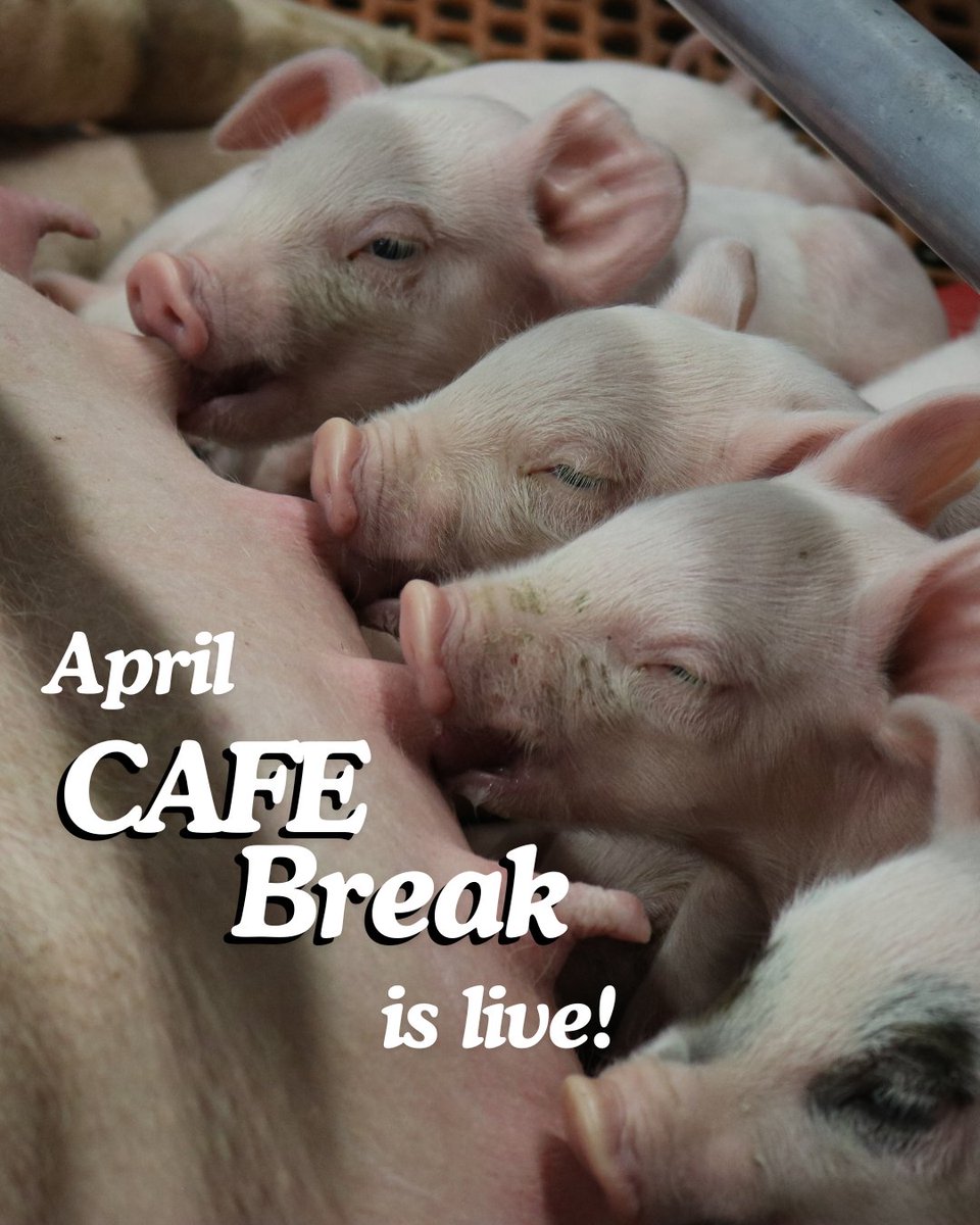 The April newsletter is here! 🌸
Get updates on the TFW Program, IAFE Conference highlights, industry news &amp; all you need to prep for the 2025 CAFE Convention in Calgary!
Read now! canadianfairs.ca/newsletters
#CanadianFairs #CAFE2025