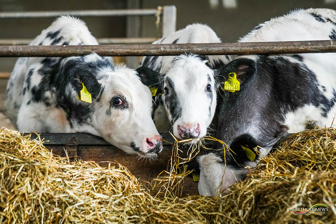 BartsAgri's tweet image. 📈 From Day One: Begin with Sure Start Calf Pellets for protein, then switch to Cattle Grower for growth. 🔹 Sure Start: 10–12 weeks 🔹 Cattle Grower: From 10 weeks. Two steps, one strong future. #CalfToCattle #SmartFeeding #FarmProgress #LivestockNutrition #FromStartToFinish