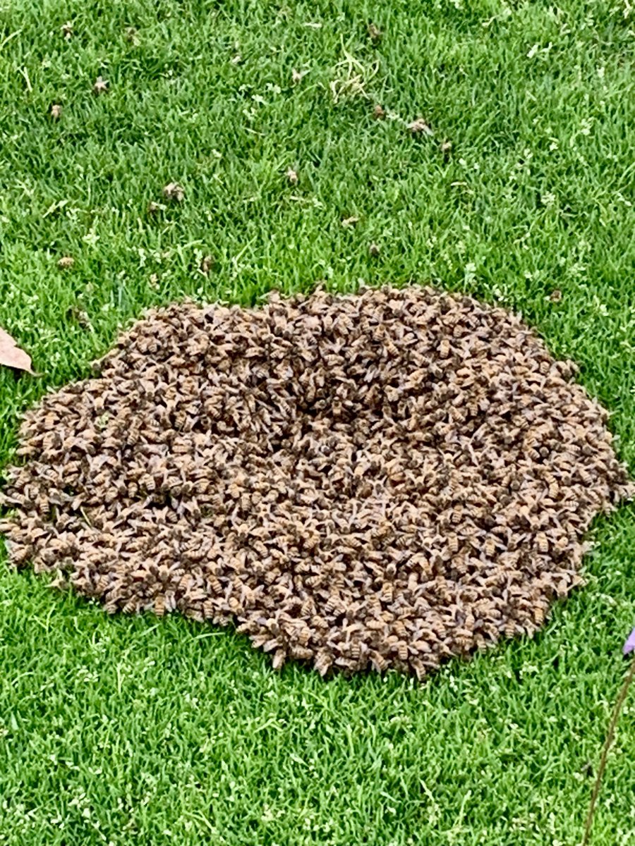 Fred Lynn (@19fredlynn) on Twitter photo Golfing yesterday <a href="/OmniLaCosta/">Omni La Costa Resort</a> these bees were 30 feet from the flagstick. Parred the hole and not stung. #beeware Golfing yesterday <a href="/OmniLaCosta/">Omni La Costa Resort</a> these bees were 30 feet from the flagstick. Parred the hole and not stung. #beeware