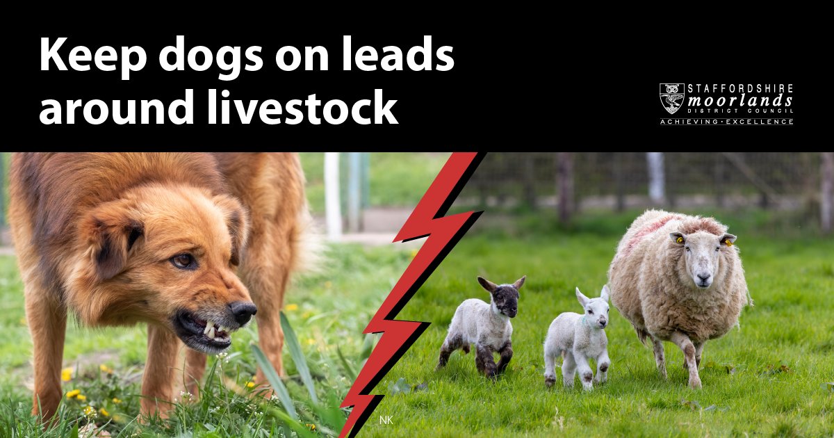We're sad to say we've seen lots of posts recently about dogs attacking livestock 😞

There's an easy way to stop this happening, keep your dog on a lead when walking through agricultural and open access land!!

It's a criminal offense to allow a dog to worry livestock.