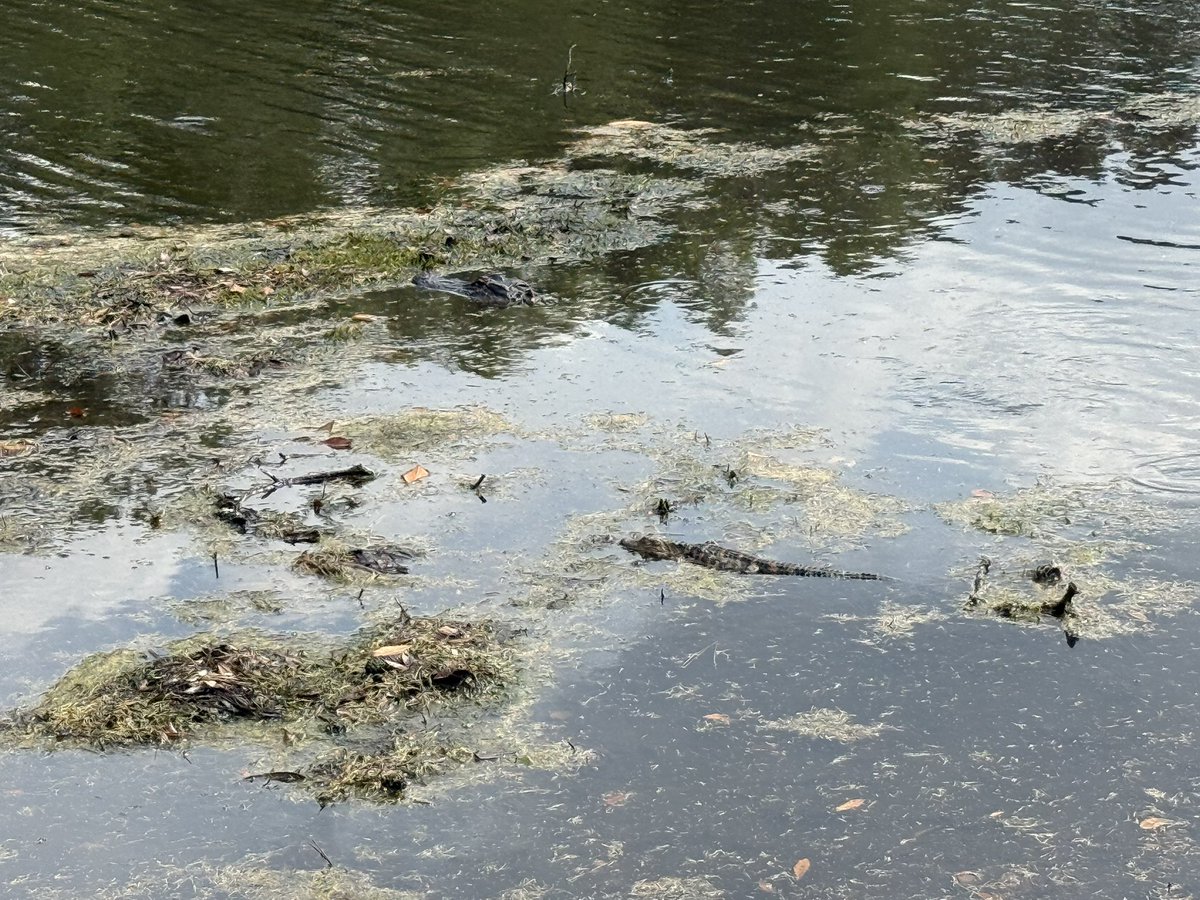 Aren’t baby gators so cute?!?  🤦🏻‍♂️😂 #colletonriverclub