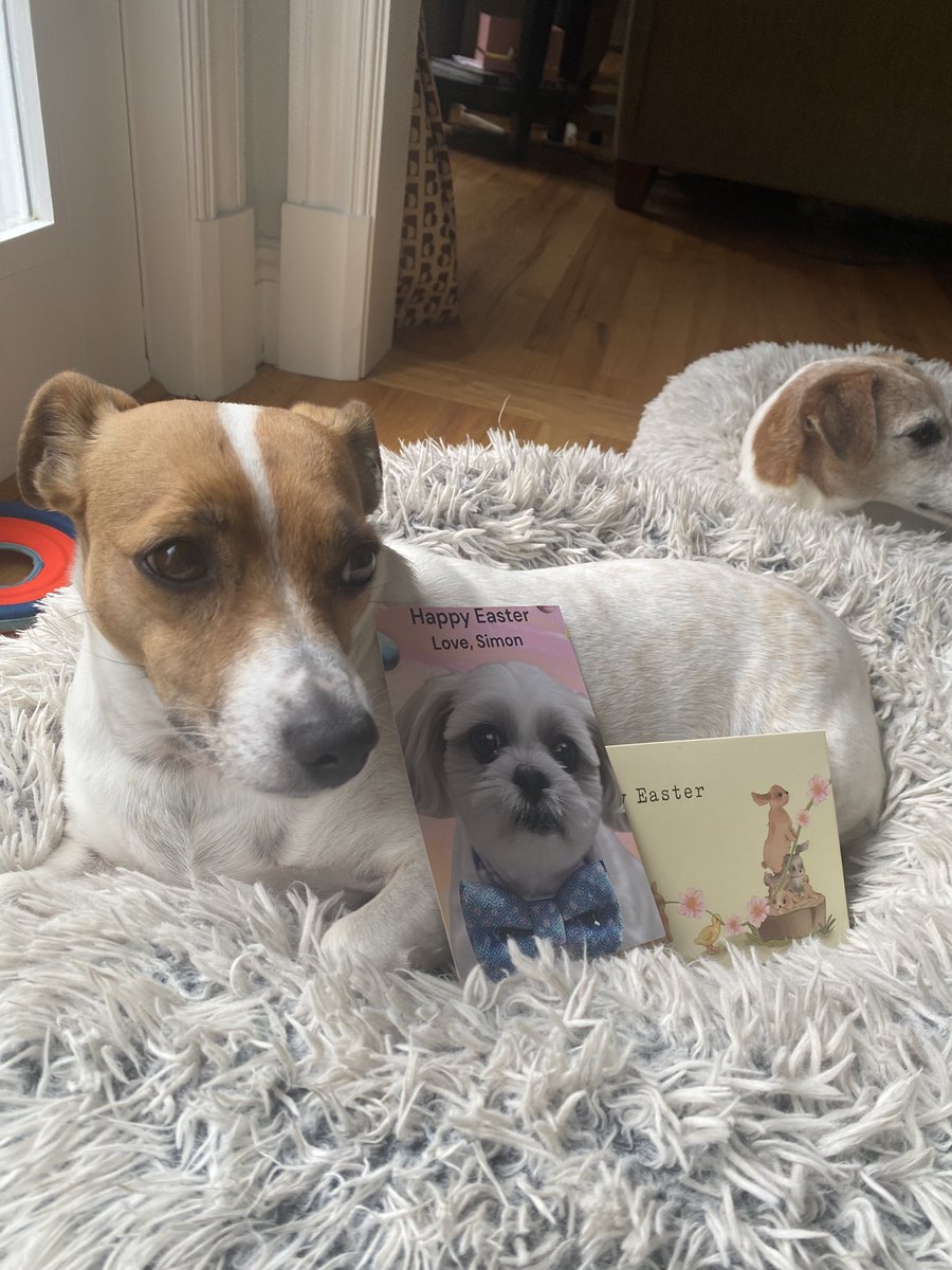 BelleLBear's tweet image. #PupMail 💌📬#Easter2025 #EasterCard #Dogs #zshq #dogsoftwitter #dogsofX 🐰
Such a sweet Easter card came from adorable frens Simon &amp;amp; Sam @DeannaHershber3 ! Love it &amp;amp; you guys!! 🐇🌼💚🌸