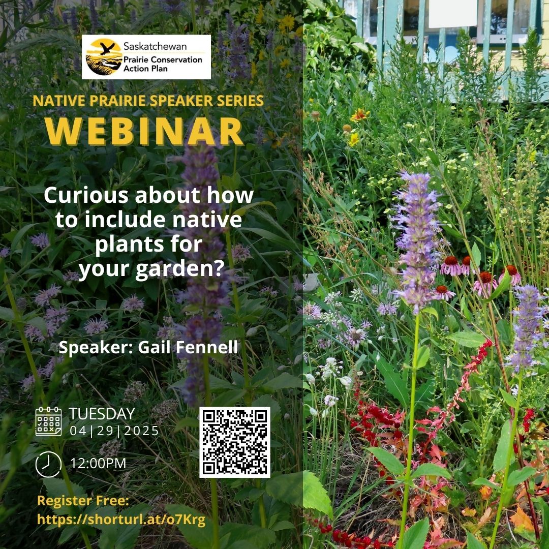 SaskPCAP's tweet photo. Native Prairie Speaker Series Webinar: Curious about how to include native plants for your garden?
Tuesday April 29th, 2025 at 12:00pm
Speaker: Gail Fennell
Register Free: https://t.co/GInHX016PJ
#yqr #yxe #saskgardeners #wildflowers #sasklife #prairielife #saskwildflowers https://t.co/aqNaV4GEio