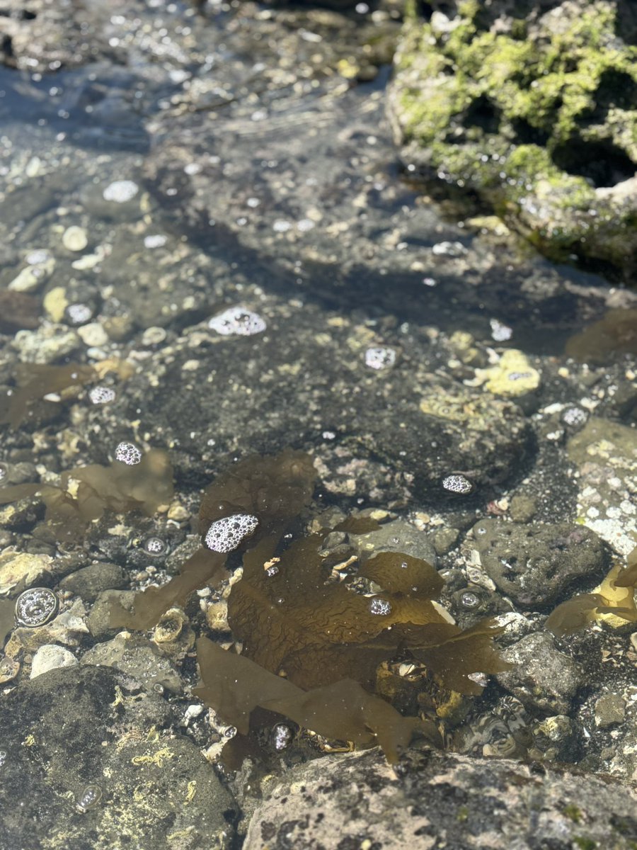 kodomoupdate's tweet photo. 2025/04/12土
南房総沖ノ島に初上陸��ワカメが流れて来て、今の時期が旬らしい？大きなのをいただいてルファーレ白浜にて茹でて生姜醤油でいただいた。茎は生姜醤油でつけて朝には野にさくハマダイコンのお花とあえていただいた。自然の幸はとてもおいしかったです😋💕
#こあっぷ https://t.co/ETyRJM8kCT