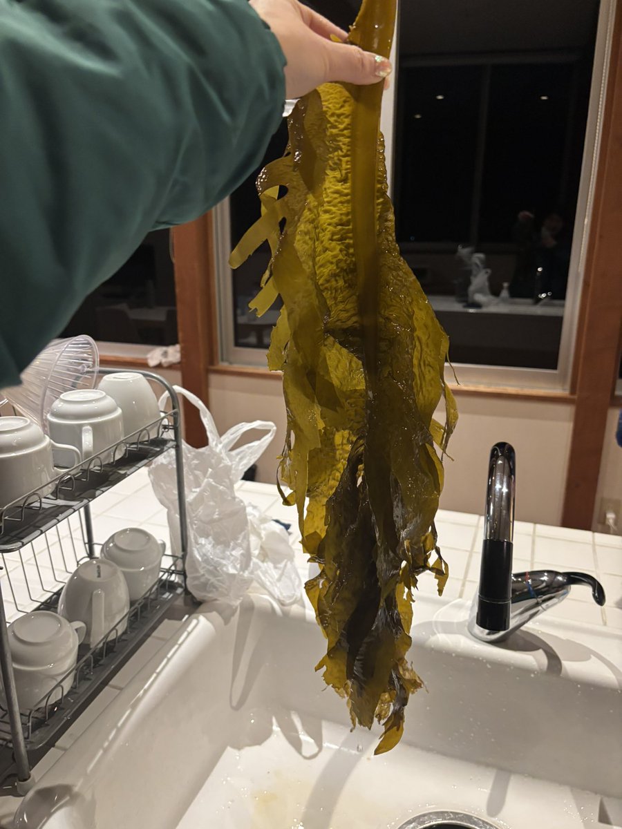 kodomoupdate's tweet photo. 2025/04/12土
南房総沖ノ島に初上陸��ワカメが流れて来て、今の時期が旬らしい？大きなのをいただいてルファーレ白浜にて茹でて生姜醤油でいただいた。茎は生姜醤油でつけて朝には野にさくハマダイコンのお花とあえていただいた。自然の幸はとてもおいしかったです😋💕
#こあっぷ https://t.co/ETyRJM8kCT
