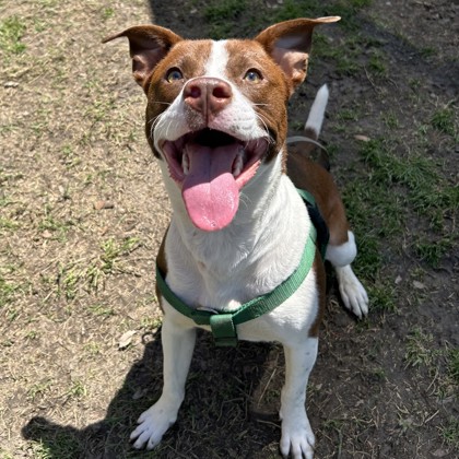 spcaoftexas's tweet photo. Hiya! I'm Brandy! I'm a quick learner who loves to play! Come meet me at 2400 Lone Star drive, who knows? We might end up going home together! 🏡🐶💜  #adoptdontshop #adoptme #dog https://t.co/YRwdqE2w0o