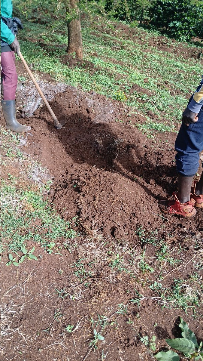 collinskimanth2's tweet photo. Another client is happy. We deliver
new coffee land see you in planting phase
#coffeedoctor
#kahawa
#farmtocup
#coffeechorincles https://t.co/bzMznsbTCL