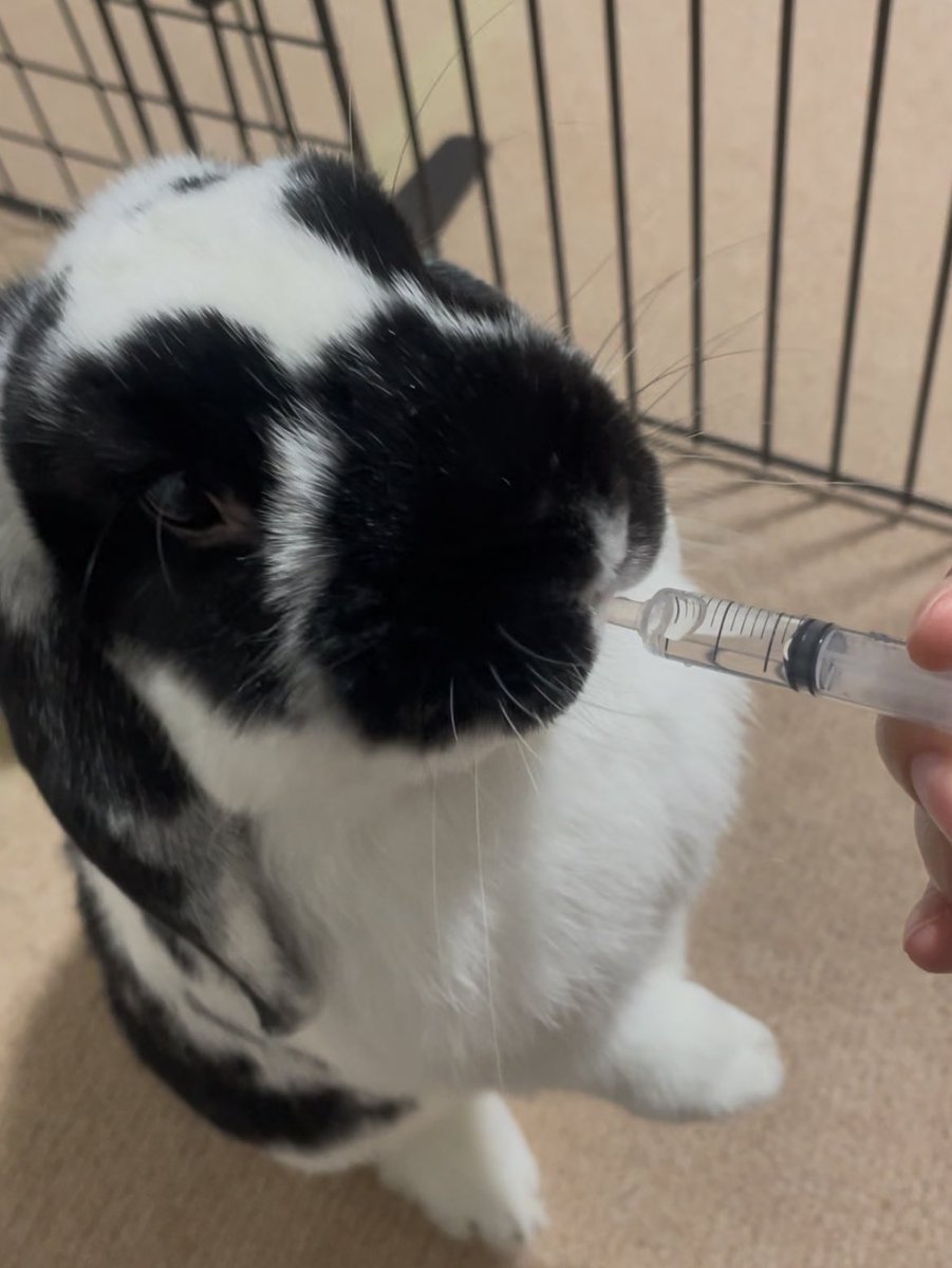 happyrabbittlun's tweet photo. 換毛期で体調崩して2日間ほど飲まず食わず、ずっと半目で丸まってぐったりしてたこんなに弱ってるルンルンを見たのは初めてだったので本当に死ぬかと思った…
病院でもらった薬を上手に飲んでくれてるので少しずつ良くなってきて今はいつもの半量くらいだけどご飯食べるようになってきた https://t.co/li0gVyM6lt