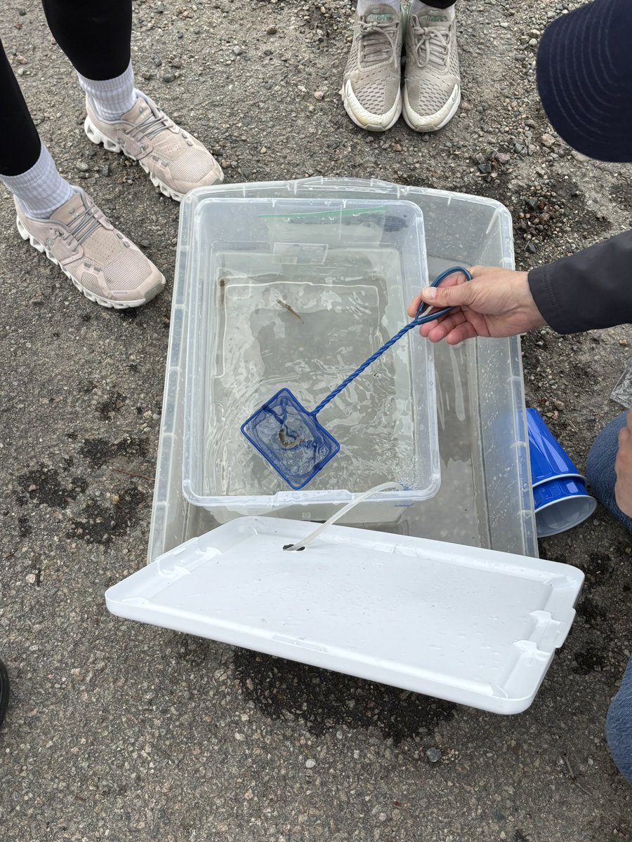 Jeffrey Marsden (@jeffreyjmarsden) on Twitter photo Great morning to release the Blake MS raised brook trout fingerlings! <a href="/TroutUnlimited/">Trout Unlimited</a> #medfieldps Great morning to release the Blake MS raised brook trout fingerlings! <a href="/TroutUnlimited/">Trout Unlimited</a> #medfieldps