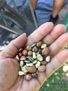 For <a href="/ARAScot/">ARA Scotland</a> 4/16 #SomethingSmall 
A post from macsphere.mcmaster.ca/bitstream/1137… although we are small, we can help reframe the language in 2025! 
We also honour Terry Lyn Brant (1960-2023) Kanyen’kehá:ka Tekarihoken (Mohawk turtle clan) for her generosity in sharing knowledge &amp; seeds.