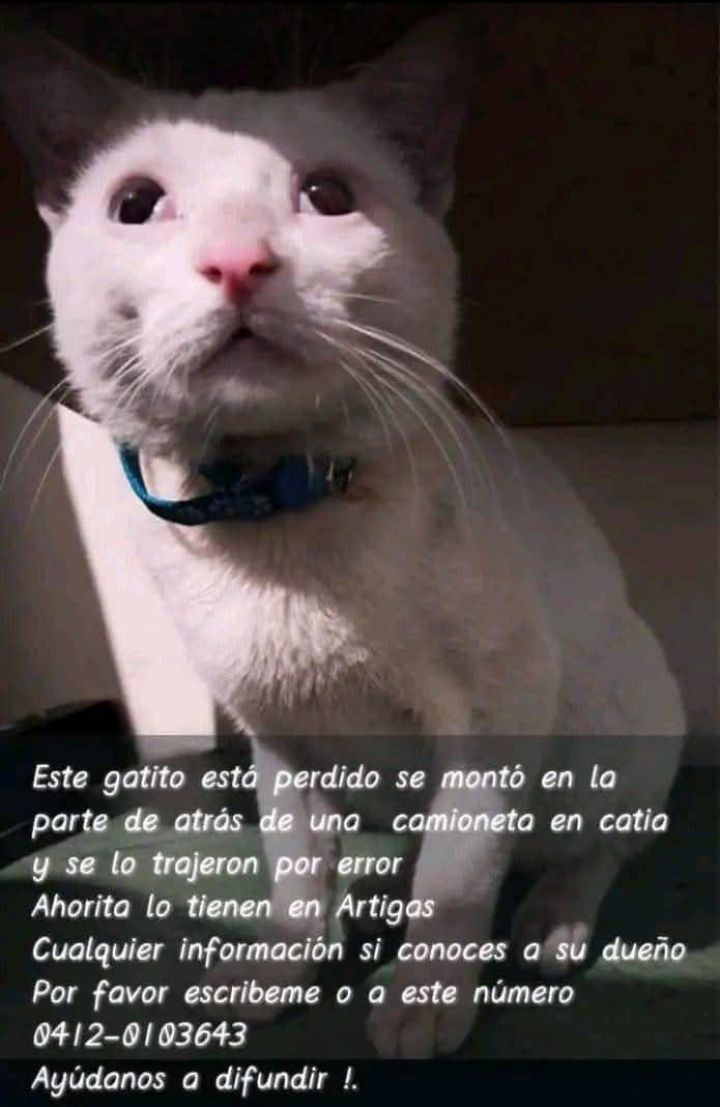 Carmen tweet media