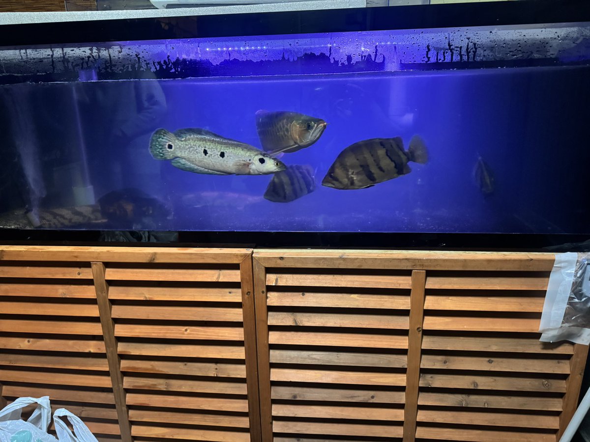 古代魚大好きな人 tweet media